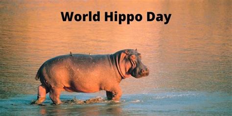 world hippo|World Hippo Day (February 15) .